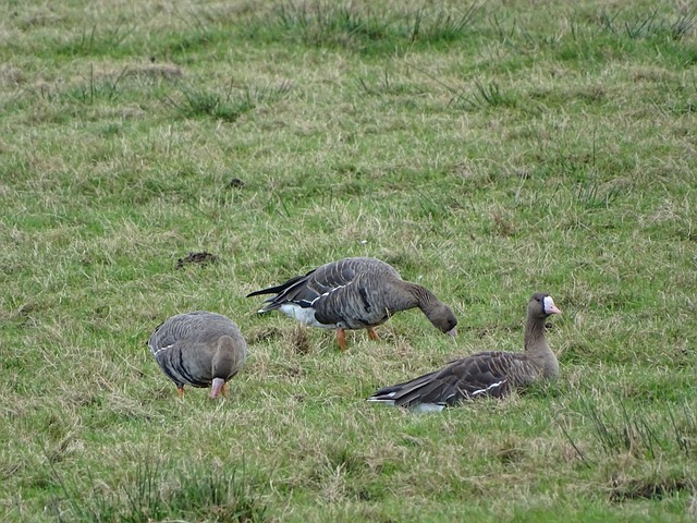 乔丹·普尔在对阵篮网比赛中创下历史性三分球纪录.